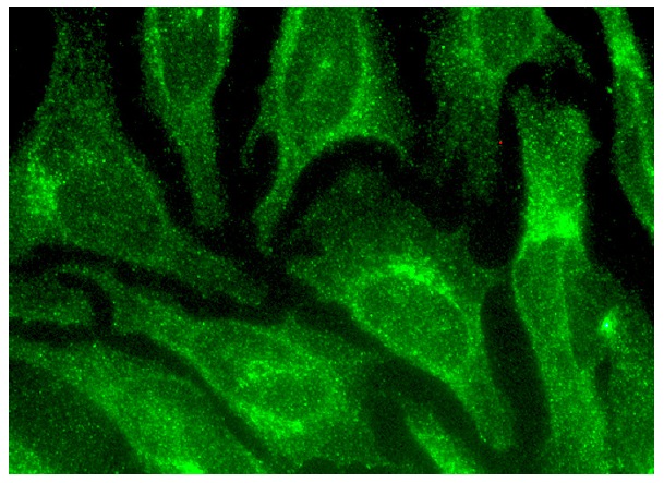 CapG (H-85): sc-66823. Immunofluorescence staining of methanol-fixed HeLa cells showing cytoplasmic and nuclear localization.