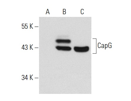 CapG (H-85): sc-66823. Western blot analysis of CapG expression in non-transfected 293T: sc-117752 (A), human CapG transfected 293T: sc-170174 (B) and U-937 (C) whole cell lysates.