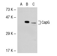 CapG (H-85): sc-66823. Western blot analysis of CapG expression in non-transfected 293T: sc-117752 (A), mouse CapG transfected 293T: sc-118990 (B) and HL-60 (C) whole cell lysates.