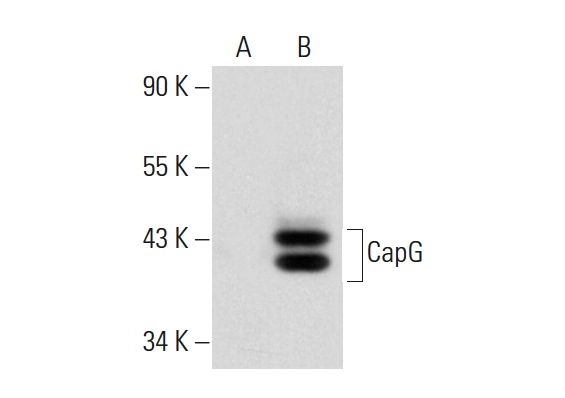 CapG (H-9): sc-166428. Western blot analysis of CapG expression in non-transfected: sc-117752 (A) and human CapG transfected: sc-170174 (B) 293T whole cell lysates.