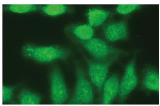 CapG (H-9): sc-166428 Immunofluorescence staining of methanol-fixed HeLa cells showing cytoplasmic and nuclear localization.