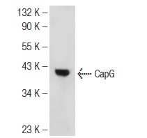 CapG (H-9): sc-166428. Western blot analysis of CapG expression in HL-60 whole cell lysate.