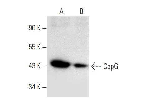 CapG (H-9): sc-166428. Western blot analysis of CapG expression in HeLa (A) and NIH/3T3 (B) whole cell lysates.