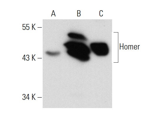 Homer (D-3): sc-17842. Western blot analysis of Homer expression in non-transfected: sc-117752 (A) and human Homer transfected: sc-159707 (B) 293T whole cell lysates and rat brain tissue extract (C).
