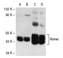 Homer (D-3): sc-17842. Western blot analysis of Homer expression in TE671 (A) and IMR-32 (B) whole cell lysates and mouse brain (C) and rat brain (D) tissue extracts.