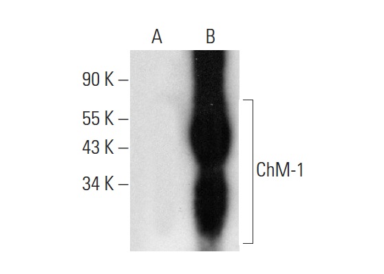 ChM-1 (H-300): sc-33563. Western blot analysis of ChM-1 expression in non-transfected: sc-117752 (A) and human ChM-1 transfected: sc-114096 (B) 293T whole cell lysates.