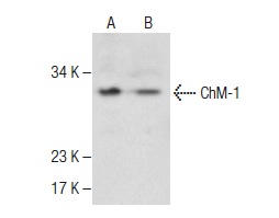 ChM-1 (H-300): sc-33563. Western blot analysis of ChM-1 expression in LADMAC (A) and NIH/3T3 (B) whole cell lysates.