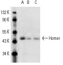 Homer (E-18): sc-8921. Western blot analysis of Homer expression in mouse cerebellum (A), rat brain (B) and mouse brain (C) tissue extracts.