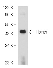 Homer (E-18): sc-8921. Western blot analysis of Homer expression in rat brain tissue extract.