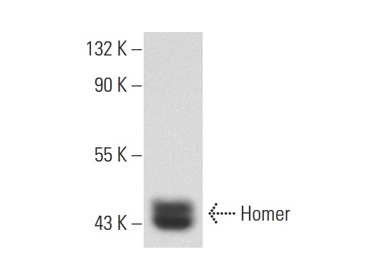 Homer (E-18): sc-8921. Western blot analysis of Homer expression in TE 671 whole cell lysate.