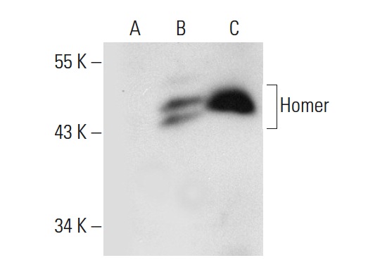 Homer (E-18): sc-8921. Western blot analysis of Homer expression in non-transfected: sc-117752 (A) and human Homer transfected: sc-159707 (B) 293T whole cell lysates and rat brain tissue extract (C).