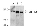 CLIP-170 (F-3): sc-28325. Western blot analysis of CLIP-170 expression in T2.DR3 (A) and KNRK (B) whole cell lysates and mouse lung tissue extract (C).
