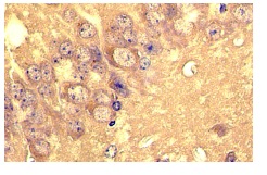 Homer-1b/c (B-5): sc-25271. Immunoperoxidase staining of formalin fixed, paraffin-embedded mouse brain tissue showing cytoplasmic localization.