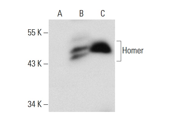 Homer-1b/c (B-5): sc-25271. Western blot analysis of Homer expression in non-transfected: sc-117752 (A) and human Homer transfected: sc-159707 (B) 293T whole cell lysates and rat brain tissue extract (C).