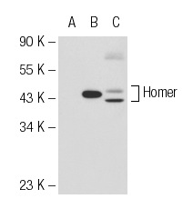 Homer-1b/c (B-5): sc-25271. Western blot analysis of Homer expression in non-transfected: sc-110760 (A) and human Homer transfected: sc-113176 (B) 293 whole cell lysates and mouse brain tissue extract (C).