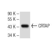 CRTAP (L-24): sc-100920. Western blot analysis of CRTAP expression in HeLa whole cell lysate.