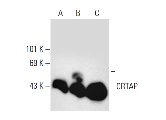 CRTAP (L-24): sc-100920. Western blot analysis of CRTAP expression in non-transfected 293T: sc-117752 (A), human CRTAP transfected 293T: sc-170519 (B) and HeLa (C) whole cell lysates.