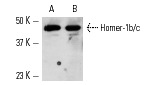 Homer-1b/c (H-174): sc-20807. Western blot analysis of Homer-1b/c expression in mouse (A) and rat (B) brain tissue extracts.