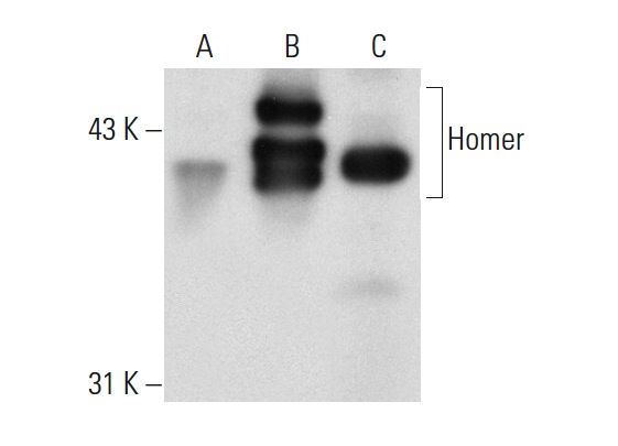 Homer-1b/c (H-174): sc-20807. Western blot analysis of Homer expression in non-transfected: sc-117752 (A) and human Homer transfected: sc-159707 (B) 293T whole cell lysates and rat brain tissue extract (C).