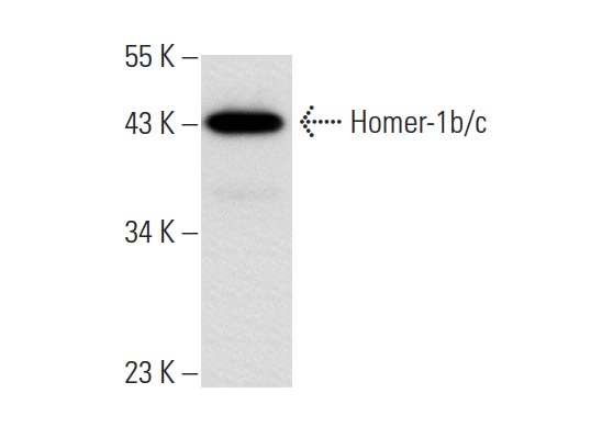 Homer-1b/c (H-174): sc-20807. Western blot analysis of Homer-1b/c expression in IMR-32 whole cell lysate.