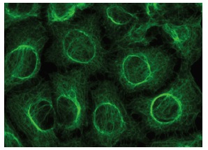 Cytokeratin 8 (E-12): sc-374274. Immunofluorescence staining of methanol-fixed HeLa cells showing cytoskeletal localization.