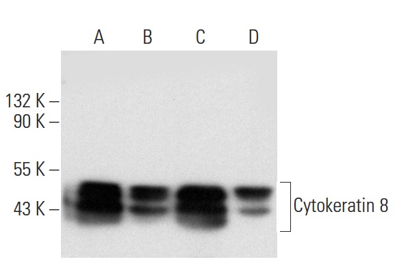 Cytokeratin 8 (A-9): sc-374275. Western blot analysis of Cytokeratin 8 expression in SK-BR-3 (A), Hep G2 (B), MCF7 (C) and T24 (D) whole cell lysates.