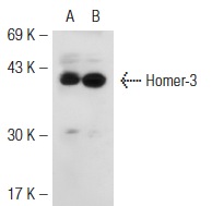 Homer-3 (H-134): sc-28967. Western blot analysis of Homer-3 expression in non-transfected: sc-117752 (A) and human Homer-3 transfected: sc-176333 (B) 293T whole cell lysates.