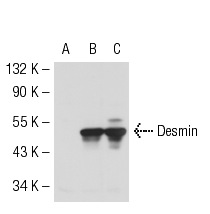 Desmin (H-76): sc-14026. Western blot analysis of Desmin expression in non-transfected 293T: sc-117752 (A), mouse Desmin transfected 293T: sc-119754 (B) and SJRH30 (C) whole cell lysates.