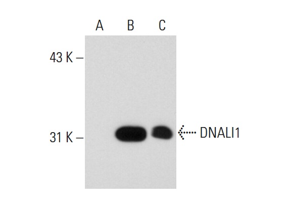 DNALI1 (N-13): sc-160296. Western blot analysis of DNALI1 expression in non-transfected: sc-117752 (A) and human DNALI1 transfected: sc-116188 (B) 293T whole cell lysates and mouse testis tissue extract (C).