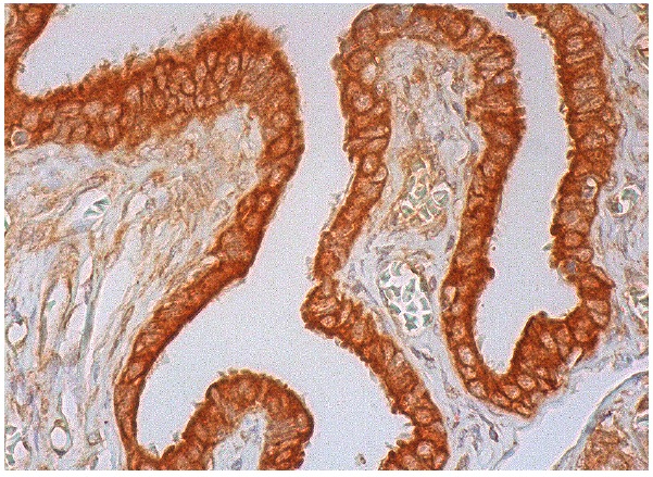 DNALI1 (N-13): sc-160296. Immunoperoxidase staining of formalin fixed, paraffin-embedded human fallopian tube tissue showing cytoplasmic and membrane staining of glandular cells.