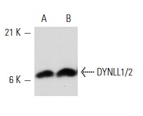 DYNLL1/2 (FL-89): sc-13969. Western blot analysis of DYNLL1/2 expression in HeLa whole cell lysate (A) and mouse testis tissue extract (B).