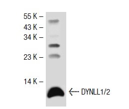 DYNLL1/2 (FL-89): sc-13969. Western blot analysis of DYNLL1/2 expression in HeLa whole cell lysate.