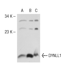 DYNLL1/2 (FL-89): sc-13969. Western blot analysis of DYNLL1 expression in non-transfected 293T: sc-117752 (A), human DYNLL1 transfected 293T: sc-111782 (B) and HeLa (C) whole cell lysates.