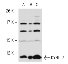 DYNLL1/2 (FL-89): sc-13969. Western blot analysis of DYNLL2 expression in non-transfected 293T: sc-117752 (A), mouse DYNLL2 transfected 293T: sc-125273 (B) and HeLa (C) whole cell lysates.