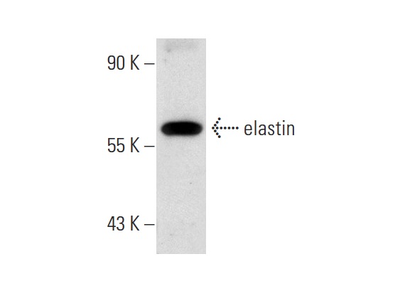 elastin (E-11): sc-166543. Western blot analysis of elastin expression in WI 38 whole cell lysate.