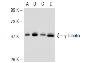 γ Tubulin (C-11): sc-17787. Western blot analysis of γ1 Tubulin expression in non-transfected 293T: sc-117752 (A), mouse γ1 Tubulin transfected 293T: sc-124845 (B), HeLa (C) and A-431 (D) whole cell lysates.