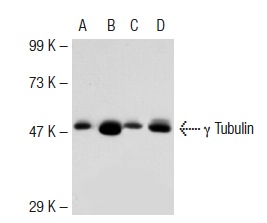 γ Tubulin (C-11): sc-17787. Western blot analysis of γ2 Tubulin expression in non-transfected 293T: sc-117752 (A), mouse γ2 Tubulin transfected 293T: sc-124859 (B), HeLa (C) and A-431 (D) whole cell lysates.