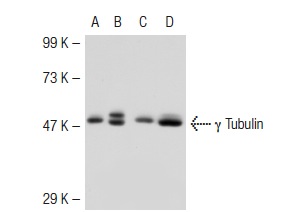 γ Tubulin (C-11): sc-17787. Western blot analysis of γ2 Tubulin expression in non-transfected 293T: sc-117752 (A), human γ2 Tubulin transfected 293T: sc-112064 (B), HeLa (C) and A-431 (D) whole cell lysates.