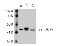 γ Tubulin (C-11): sc-17787. Western blot analysis of γ2 Tubulin expression in non-transfected 293T: sc-117752 (A), human γ2 Tubulin transfected 293T: sc-116279 (B) and A-431 (C) whole cell lysates.