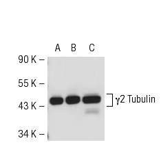 γ Tubulin (C-11): sc-17787. Western blot analysis of γ2 Tubulin expression in non-transfected 293T: sc-117752 (A), mouse γ2 Tubulin transfected 293T: sc-124858 (B) and A-431 (C) whole cell lysates.