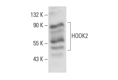 HOOK2 (H-80): sc-98430. Western blot analysis of HOOK2 expression in Hep G2 whole cell lysate.