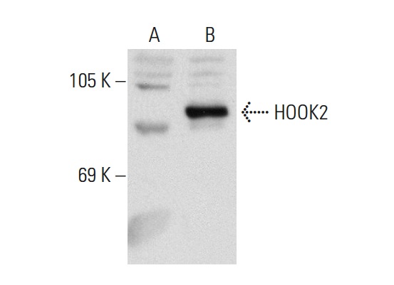 HOOK2 (H-80): sc-98430. Western blot analysis of HOOK2 expression in non-transfected: sc-117752 (A) and human HOOK2 transfected: sc-172909 (B) 293T whole cell lysates.
