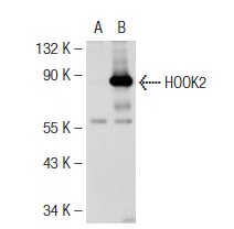 HOOK2 (H-80): sc-98430. Western blot analysis of HOOK2 expression in non-transfected: sc-117752 (A) and human HOOK2 transfected: sc-112980 (B) 293T whole cell lysates.