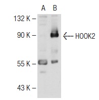 HOOK2 (H-80): sc-98430. Western blot analysis of HOOK2 expression in non-transfected: sc-117752 (A) and human HOOK2 transfected: sc-112980 (B) 293T whole cell lysates.