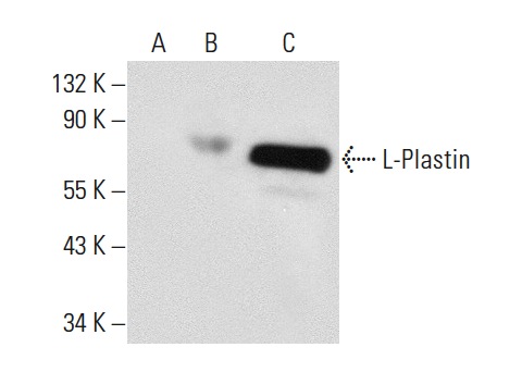 L-Plastin (D-16): sc-16657. Western blot analysis of L-Plastin expression in non-transfected 293T: sc-117752 (A), human L-Plastin transfected 293T: sc-159508 (B) and CCRF-CEM (C) whole cell lysates.
