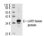LAP2 (H-130): sc-28541. Western blot analysis of human recombinant LAP2 fusion protein.
