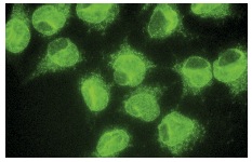 LAP2 (H-130): sc-28541. Immunofluorescence staining of methanol-fixed HeLa cells showing nuclear membrane localization.