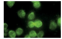 Vav (C-14): sc-132. Immunofluorescence staining of methanol-fixed HuT 78 cells showing nuclear localization.
