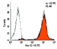 Vav (C-14) PE: sc-132 PE. Intracellular FCM analysis of fixed and permeabilized HL-60 cells. Black line histogram represents the isotype control, normal rabbit IgG: sc-3871.