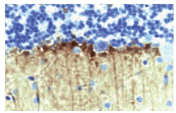 Mena (21): sc-135988. Immunoperoxidase staining of formalin-fixed, paraffin-embedded rat cerebellum tissue.